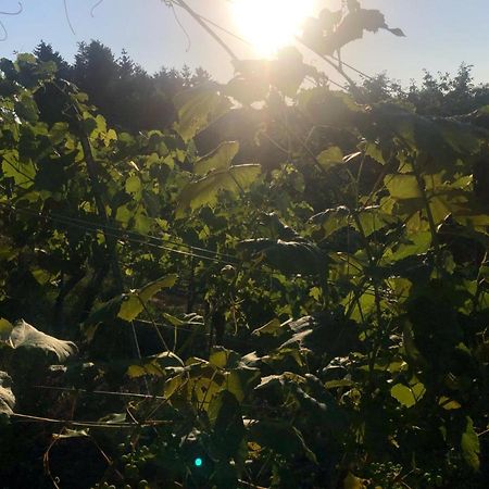 Апартаменты Winzerhaeuschen Kern Fehring Экстерьер фото